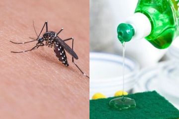 Coba dari Kamarin Tahu, Gak Usah Beli Obat Nyamuk! Ternyata Modal Sabun Cuci Piring, Nyamuk Langsung Ngacir dari Rumah