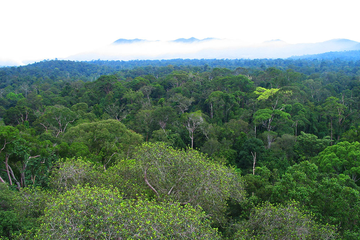 Hutan hujan tropis di Borneo.