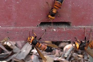 Lebah raksasa (Vespa soror) menyerang koloni lebah madu timur (Apis cerana).