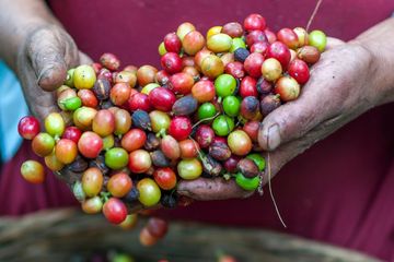 Bagaimana Cara Limbah Kopi Menumbuhkan Kembali Hutan Hujan Kosta Rika?