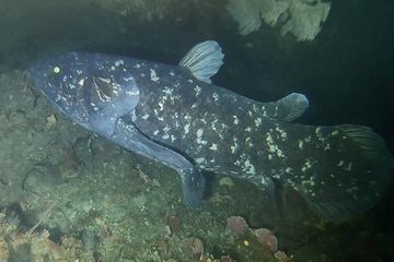 Genus coelacanth saat ini masih dapat ditemui di perairan Indonesia.