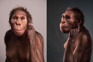 Australopithecus sediba: Spesies Peralihan dan Mata Rantai yang Hilang