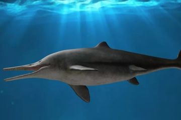 Rekonstruksi kehidupan Kyhytysuka sachicarum dari awal Kapur Kolombia menunjukkan mirip ikan todak.  