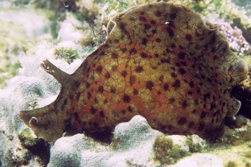 Para ilmuwan melakukan percobaan menggunakan siput laut Aplysia californica.
