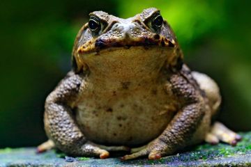 Taiwan saat ini sedang berjuang untuk menahan invasi kodok tebu beracun (Rhinella marina).