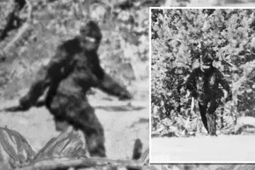 Cuplikan Sasquatch Video yang populer di tahun 1967 tentang kemunculan Bigfoot di belantara Amerika Serikat.