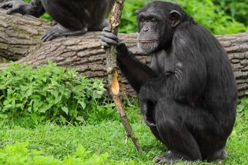 Simpanse adalah salah satu pengguna alat yang paling mahir di alam 