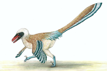 Vectiraptor greeni, dinosaurus predator ganas baru dari Isle of Wight.