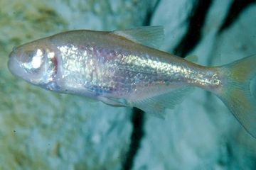 Ikan gua buta