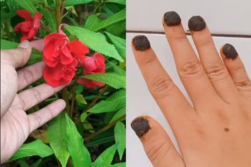 Waktu Kecil Sering Jadi Kutek, Daun Pacar Air Ternyata Jadi Obat Mujarab di Vietnam untuk Atasi Penyakit Ini, Gak Nyangka!