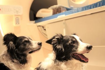 Anjing bisa membedakan bahasa manusia. Para peneliti dari Department of Ethology, E&ouml;tv&ouml;s Lor&aacute;nd University mengungkapnya lewat eksperimen dan pemindaian otak mereka.