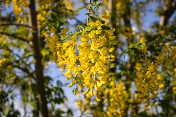 Tanaman gorse atau Ulex europaeus.