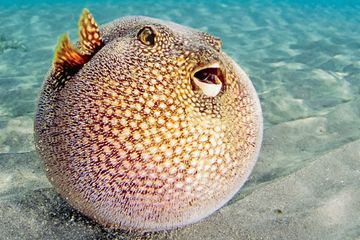 Ikan buntal, yang dijuluki poro bibi oleh warga Rajaampat, tampak mengembangkan badannya untuk pertahanan diri. 