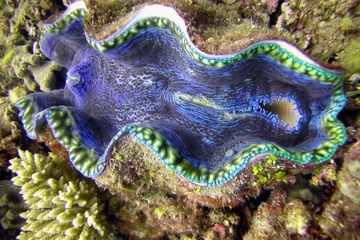 Kerang kima memiliki bentuk yang indah.  Organ lunak kima dilindungi oleh mentel luar yang berwarna cemerlang.