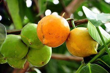 Buah mundu matang dan belum matang yang masih berbuah pada pohonnya. Sebutan lainnya, buah menteng.