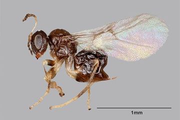 Neuroterus valhalla adalah spesies tawon empedu cynipid yang baru dideskripsikan dan ditemukan di cabang-cabang pohon ek hidup di dekat pub mahasiswa pascasarjana Rice University Valhalla.