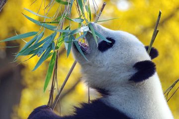 Dahulu kala, nenek moyang panda raksasa adalah omnivora. Mereka memakan hewan dan tumbuhan.