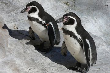 Pasangan Penguin Jantan di AS Sukses Mengerami Telur Hingga Menetas