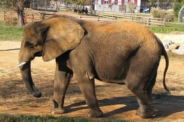 Asha, gajah afrika betina di Natural Bridge Zoo, AS, hidup kesepian tanpa ada gajah lain di lingkungannya.