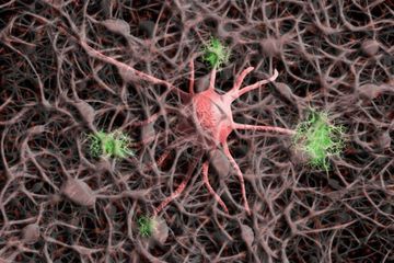 Penelitian baru menunjukkan bagaimana neuron 'poliglot' mengkode dan mendekode 'obrolan' sensorimotor.