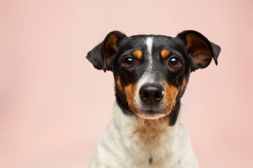 Buta Warna Parsial, Bagaimana Cara Seekor Anjing Melihat Dunia?