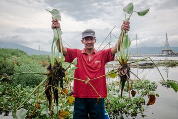 Kisah Pengrajin Tumbuhan Gulma Eceng  Gondok di Danau Rawa Pening