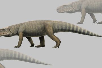 Ilustrasi archosaur awal Mambawakale ruhuhu.
