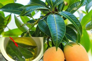 minum air rebusan daun mangga untuk tubuh sehat