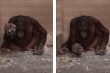 Orangutan dapat dapat menyelesaikan dua langkah utama dalam urutan penggunaan alat batu. Ketika diberi batu tajam buatan, salah satu orangutan secara spontan menggunakannya sebagai alat pemotong.