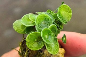 Acetabularia Jalakanyakae, Spesies Baru Alga Hijau dari Andaman