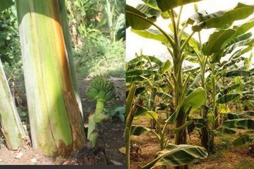 Tak Cuma Jadi Sayur, Gedebok Pisang Bisa Dimanfaatkan Jadi Pupuk Kompos, Begini Caranya