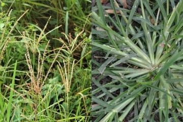 Kabar Bahagia untuk Pengidap Hipertensi, Daun yang Sering Dianggap Rumput Liar ini Ternyata Bisa Buat Tensi Darah Anjlok! Direbus Gak Lebih dari 10 Menit