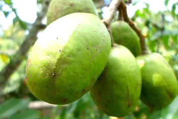 Gak Pernah Kelihatan Minum Pil Pelangsing Tapi Kurus, Rahasia Wanita ini Cuma Kunyah Buah Murah Meriah ini, Ada Kok di Tukang Rujak!