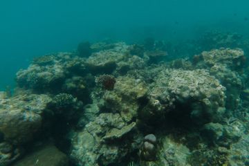 Di kedalaman 6 meter, terumbu karang mulai mengalami bleaching akibat panasnya air laut akibat kenaikan suhu bumi. 