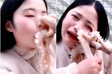 Pro Kontra Larangan Gurita, Kepiting, dan Lobster Digoreng Hidup-Hidup