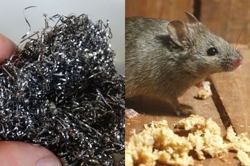Tahunya Cuma Dipakai Buat Cuci Piring, Siapa Sangka Ternyata Sabut Baja Bisa Dipakai untuk Usir Tikus Dari Rumah, Dijamin Gak Bakal Berani Balik Lagi!