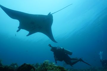 Pari manta di Rajaampat.