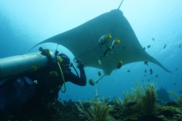 Melacak Surga Pari Manta di Raja Ampat: Yef Nabi Kecil sampai Arborek
