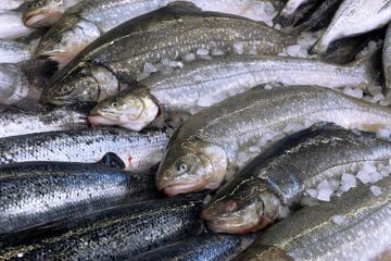 Bukannya Sehat Malah Datangkan PETAKA, Jangan Lagi Masak Ikan dengan Cara Ini, Walau Nikmat Ternyata Bisa Bikin Keluarga Sakit-Sakitan