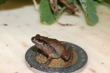 Alih-Alih Menjadi Cebong, 6 Spesies Baru Ini Langsung Menjadi Katak
