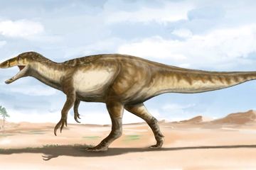 Maip macrothorax, Spesies Baru Megaraptor Dengan Berat 5 Ton