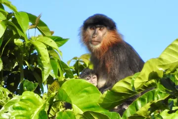 Borneo Punya 'Monyet Misteri' Hibrida, Bikin Para Ilmuwan Khawatir