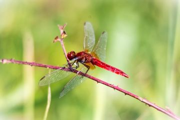 Capung merah (Crocothemis erythraea) adalah salah satu penerima manfaat paling terkenal dari pemanasan global. Capung, paling umum di wilayah Mediterania, pertama kali muncul di Bavaria pada awal 1990-an dan sekarang tersebar luas.