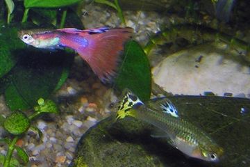 Ikan cere dan gupi, meskipun dikenal kanibalisme di penangkaran, namun sangat tidak mungkin menjadi kanibal di alam liar. Apa penyebab mereka menjadi kanibal?