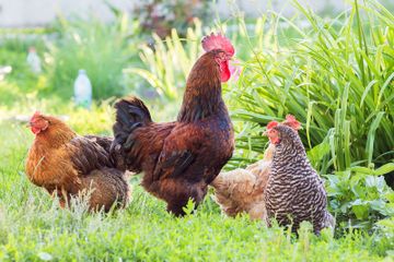 Dulunya Hewan Liar, Sejak Kapan Ayam Dipelihara dan Dijinakkan?