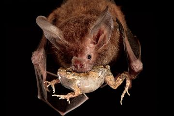 Kelelawar pemakan katak.