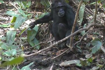 Perilaku Langka, Simpanse Afrika Timur Menggali Sumur Demi Air Bersih