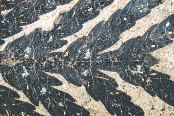Fosil tanaman di Patagonia. Papuacedrus adalah genus yang saat ini hanya ditemukan di daerah pegunungan  tropis Papua dan Maluku.