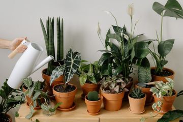 Mulai Sekarang Jangan Dibuang Sia-sia, Air Bekas Cucian di Dapur Ini Bisa Bikin Tanaman di Kebun Subur, Dijamin Puas Tahu Hasilnya