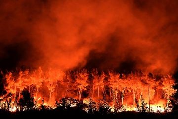Dampak Perubahan Iklim: Risiko Kebakaran Hutan Meningkat Secara Global